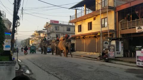 Captive elephants of Sauraha.