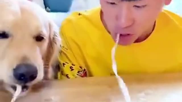 Funny animals compilation 🤣🐶 😻