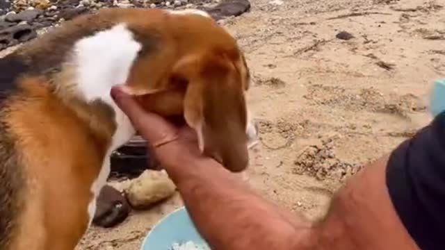 My beagle loves food #beaglepuppy #carirns