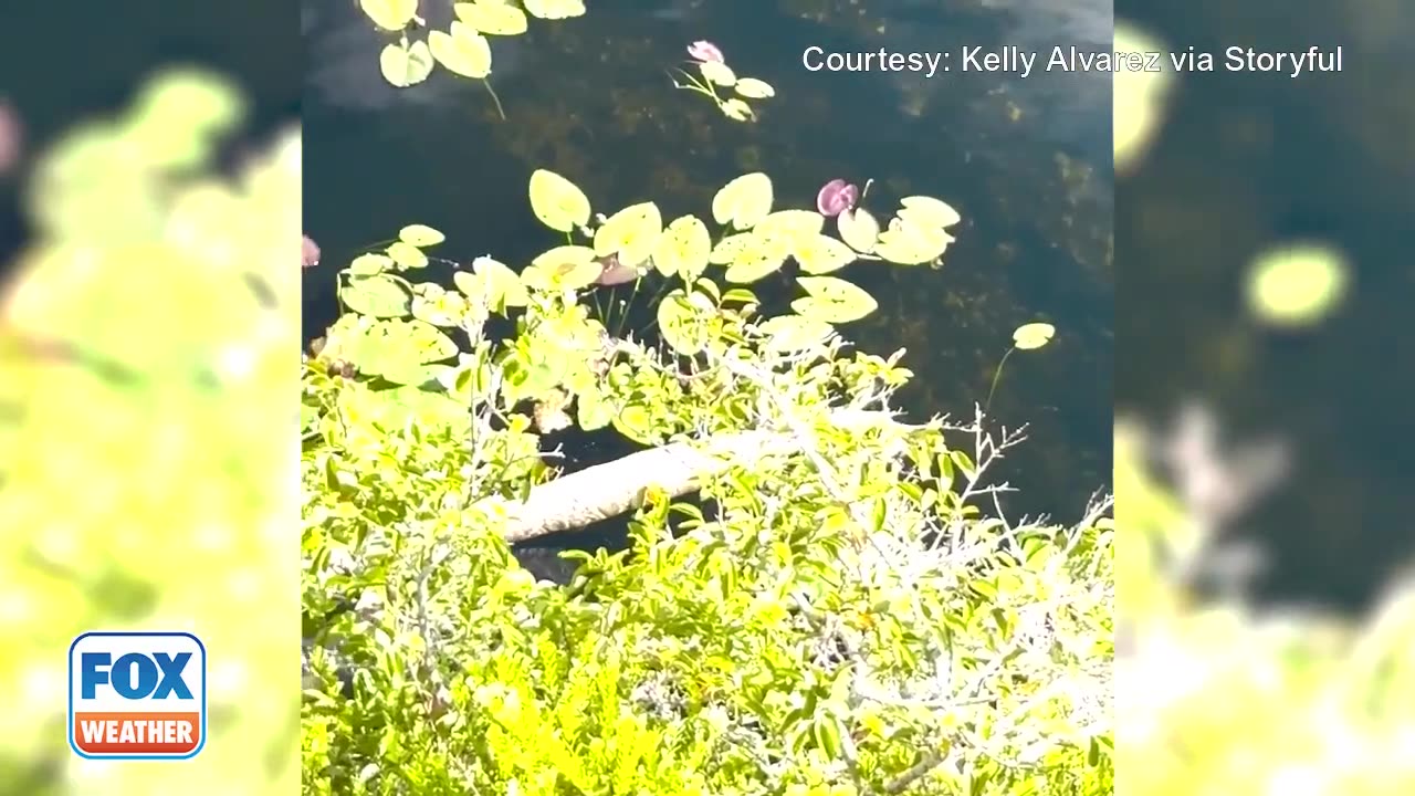 Watch Alligator Seen Dragging Enormous Python Stuns Tour Guides In Florida's Everglades