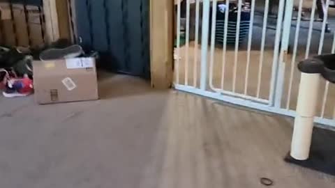 Doggy Springs Straight Over Gate