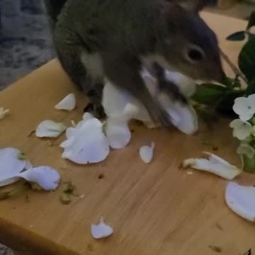 Breakfast Flowers for Sami