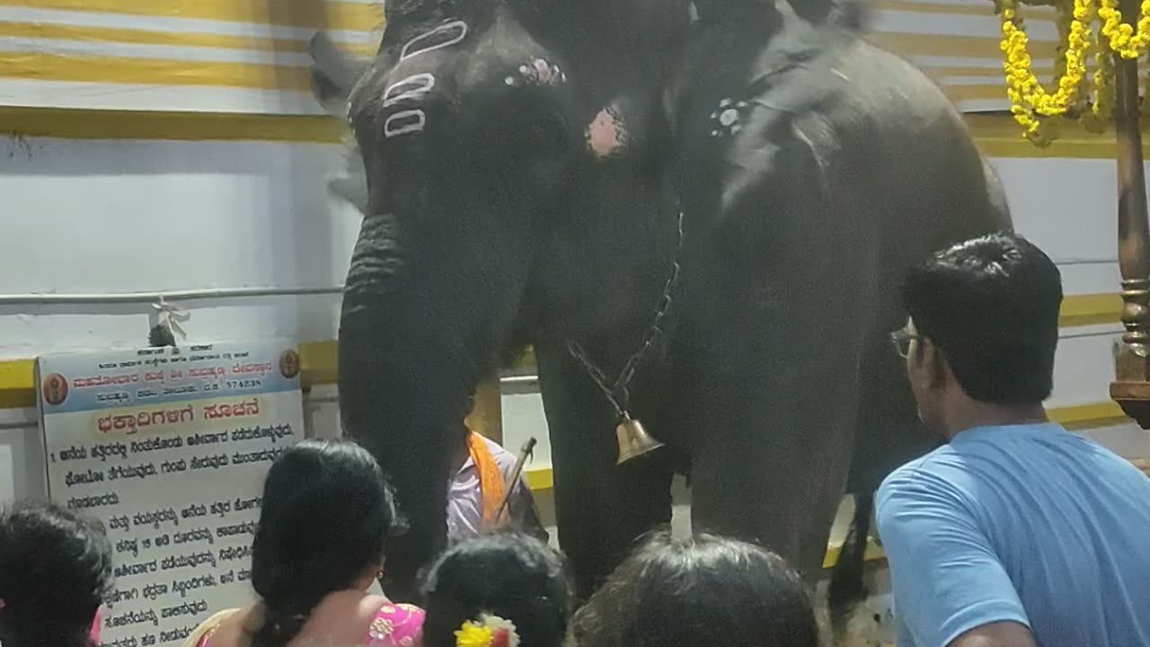 kukke subramaniya temple elephant😍#viral #reels #subscribe #happy #youtube #shortsvideo #shorts#like