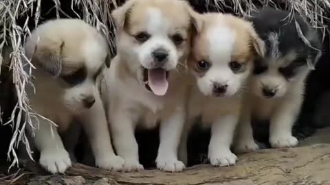 Cute baby 🐕 dog animals lover