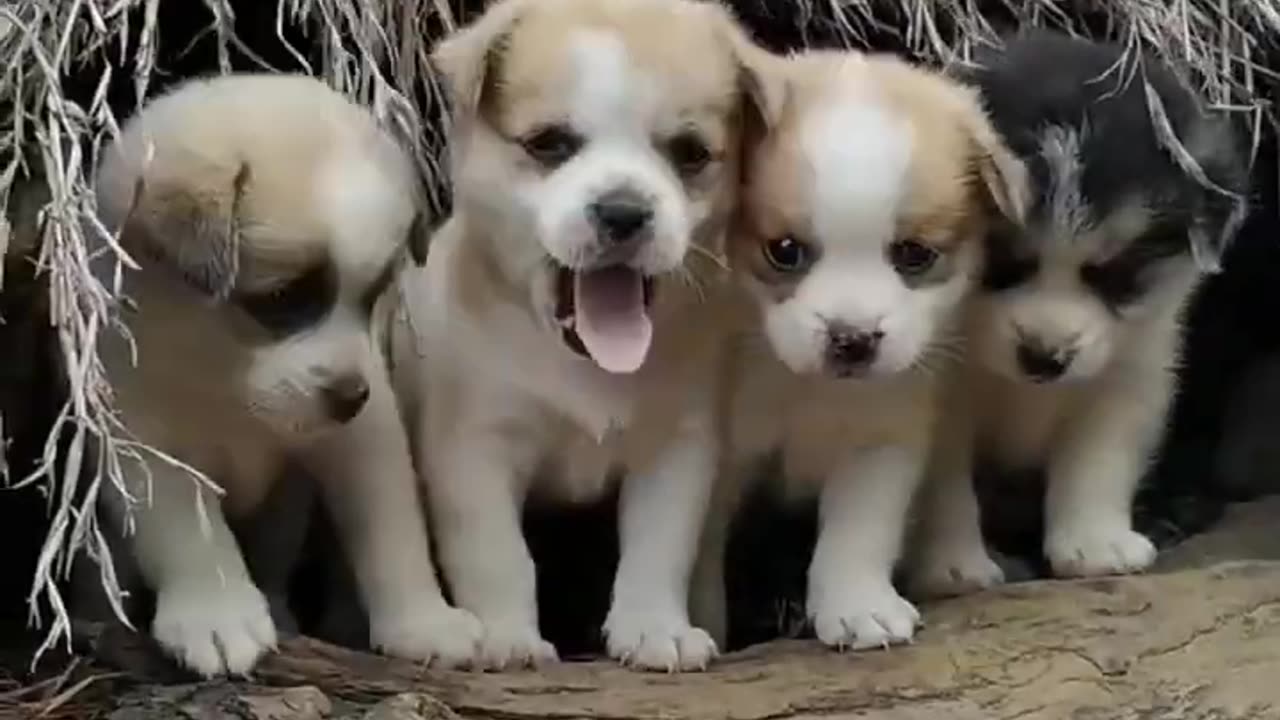 Cute baby 🐕 dog animals lover