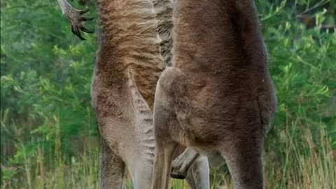 Kangaroo | The Buff Marsupial