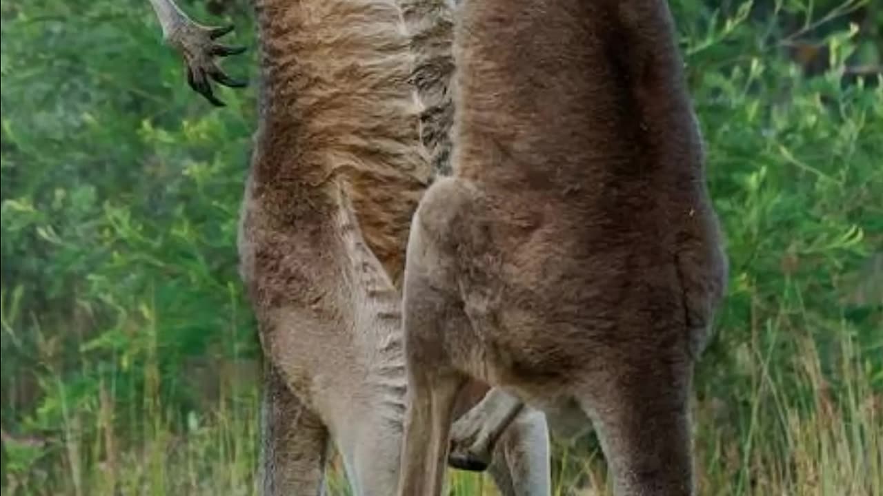 Kangaroo | The Buff Marsupial