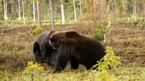 Black Bear Big Battle #shorts #shortsvideo #viral #video