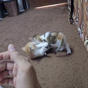 This one keeps licking me and these ones keep fighting.