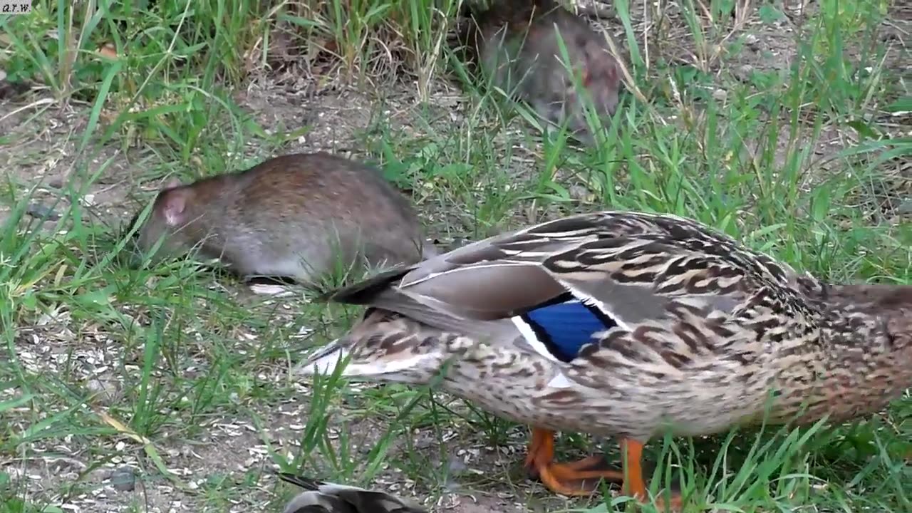 Duck attack at rat nice video