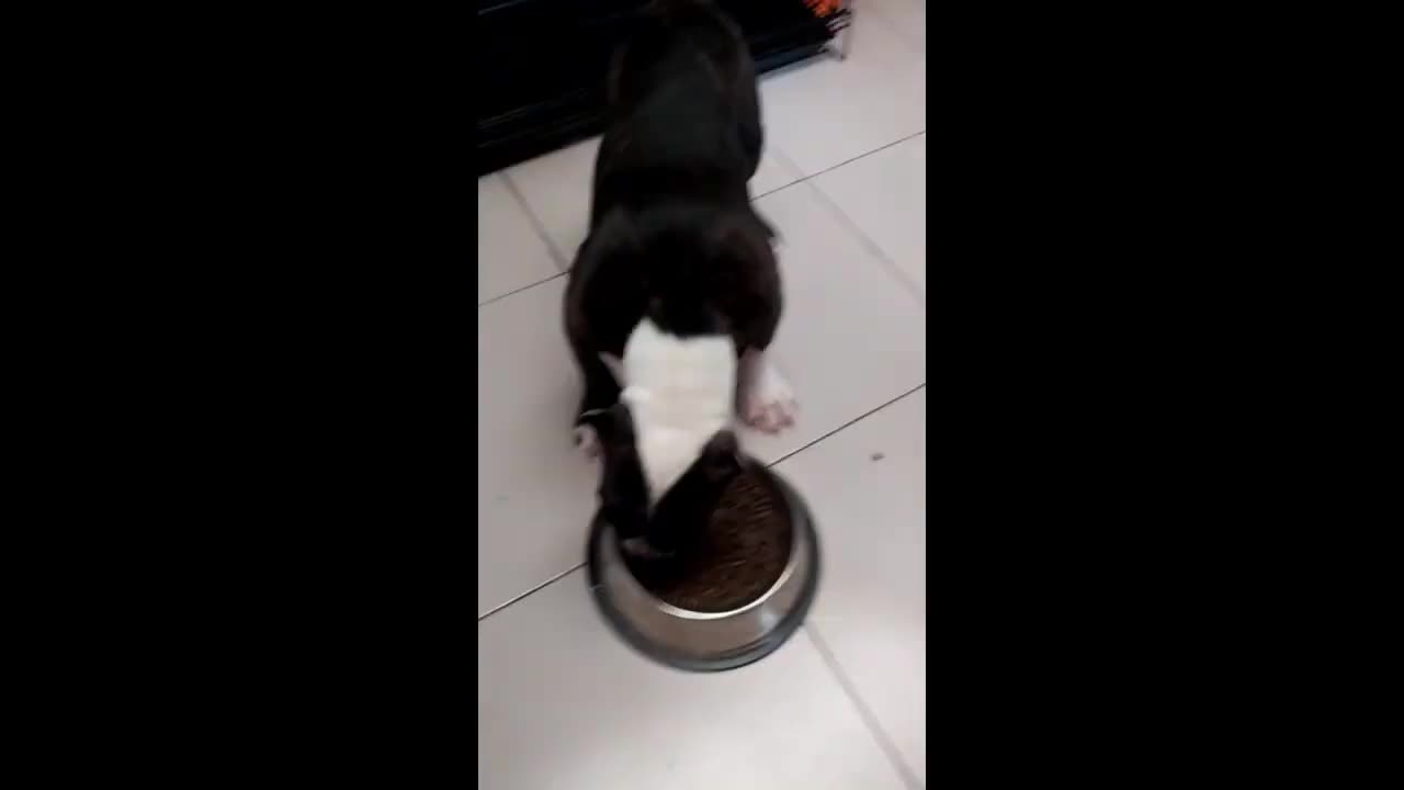 Add to queue What we feed our 3 month old American bully (Shadow)