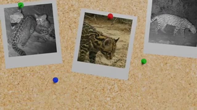 Ocelots Bypassing South Texas Roadways_1