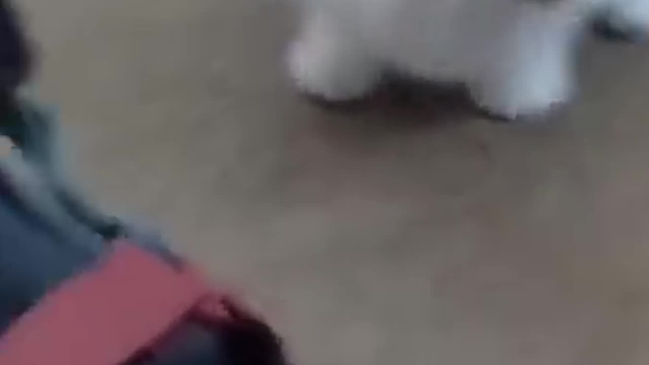 Funny dogs
