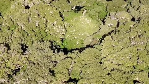"In the Serenade of Nature: Unveiling the Enigmatic Dance of the Timid Trees"