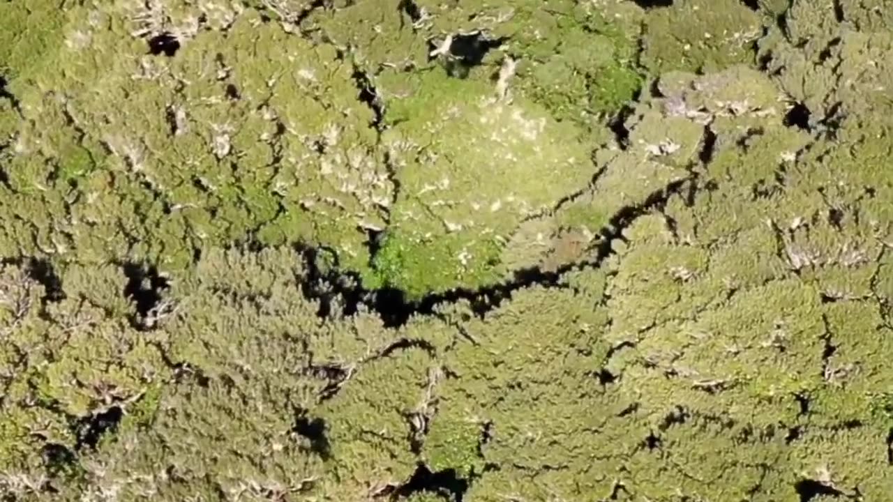 "In the Serenade of Nature: Unveiling the Enigmatic Dance of the Timid Trees"
