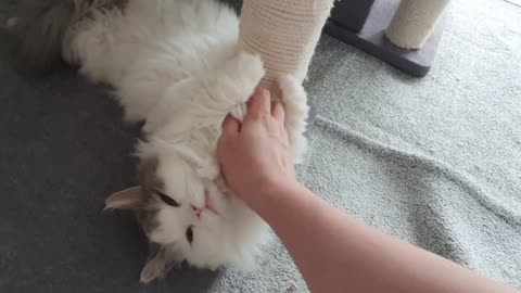 Human, remember that I can bite