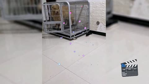 Like a dog whose master is lame