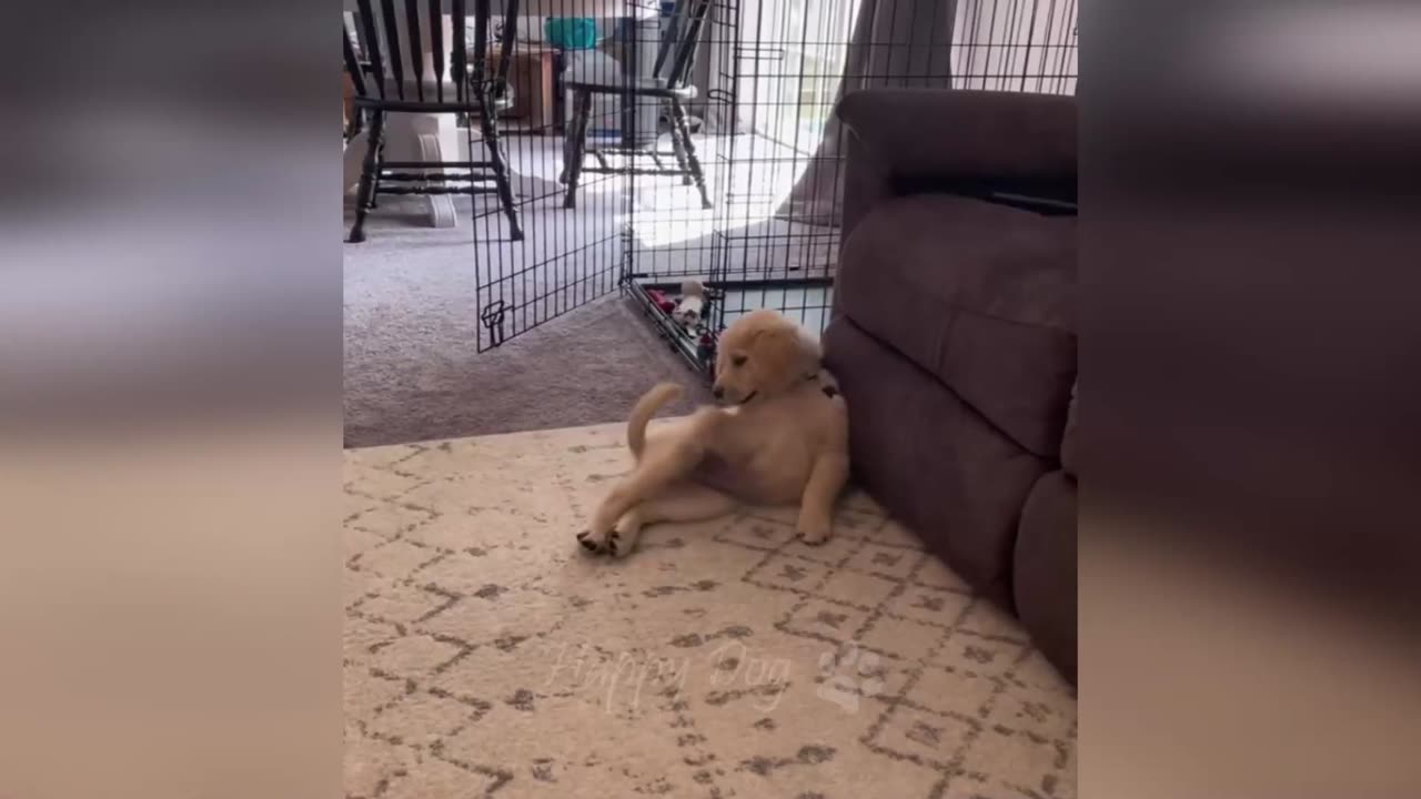 Funniest Animals 2022 Best Funny Cats and Dogs Part 1 Pets Corner