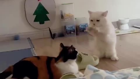 Funniest cats and dogs video 😀😃😁😁😁😁🌞