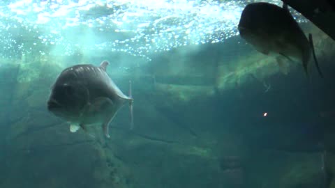 Honolulu, HI — Waikiki Aquarium #2