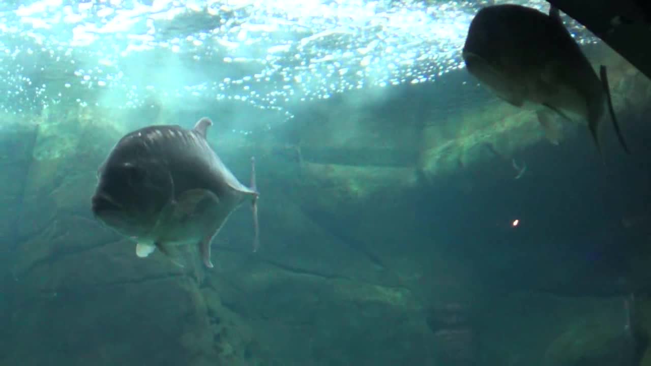 Honolulu, HI — Waikiki Aquarium #2