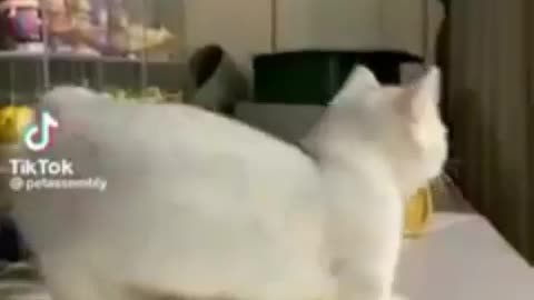 Funny Cat videos 🤣🤣