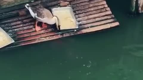 The swan is stealing.