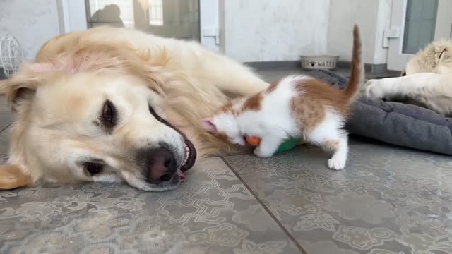 Kitten plays with Golden Retrievers