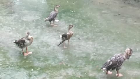 Docks playing in the rain