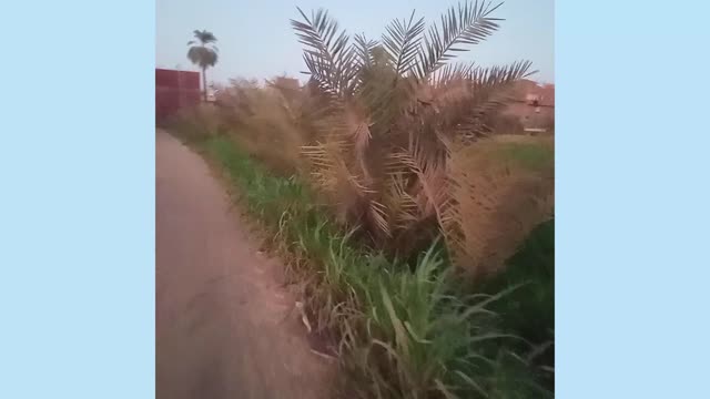 Egyptian Countryside Landscape