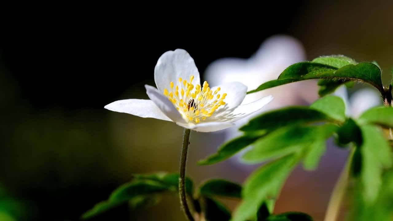 Woody anenoma flower