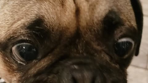 Pugsley Enjoying a Snack.