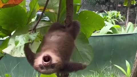 CUTE BABY SLOTH