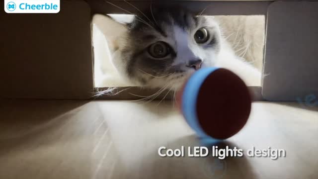 A cool ball for your cat