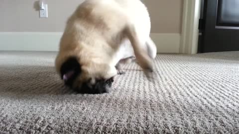 Super Hyper Pug After Bubble Bath