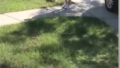 Dog animal funny video