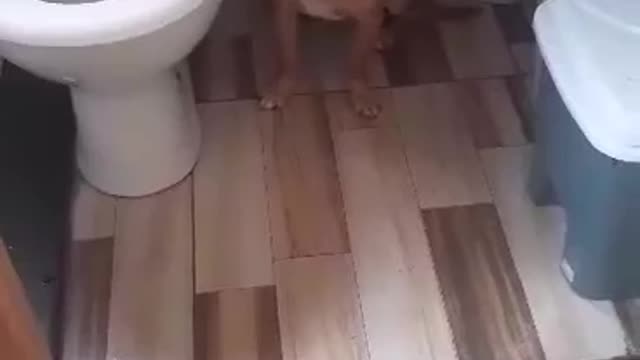 puppy scared of the rain hiding in the bathroom