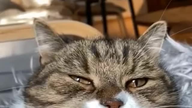 Comedy Cats: The Funniest Cat Moments