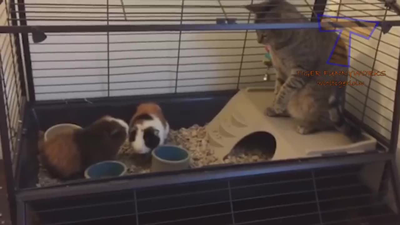 Very FUNNY CATS - Super HARD TRY NOT TO LAUGH challenge