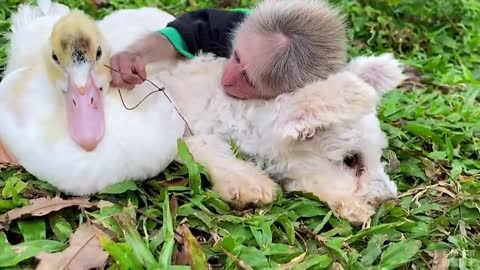 Khỉ con và những người bạn😘🙉🥰 #5