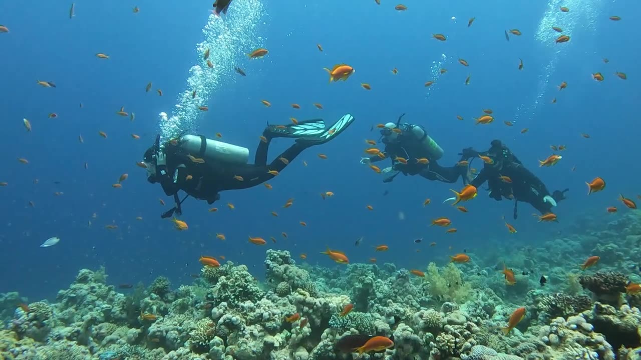 Exploring the magical depths of the Red Sea with Michael Jaco 🌊✨