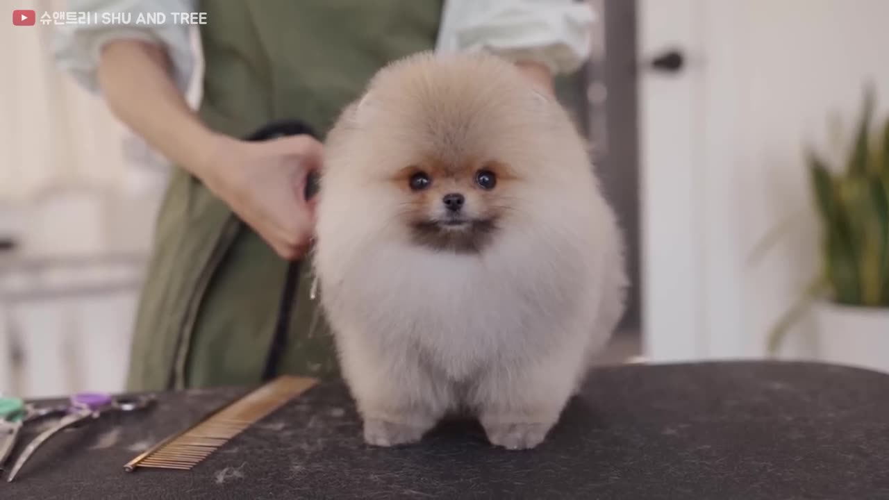 Dog funny video is smol dogs