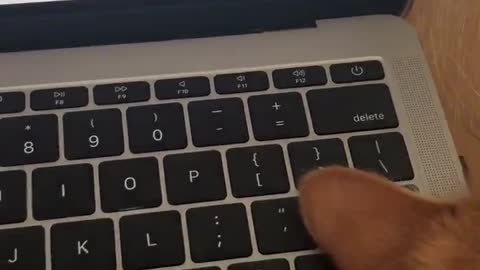 Cat Refuses To Get Off Keyboard, Becomes Part Of 'Enter' Key