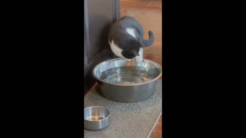 Outdoor cat has no idea how to drink from water bowl