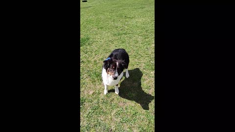 Bruno Run