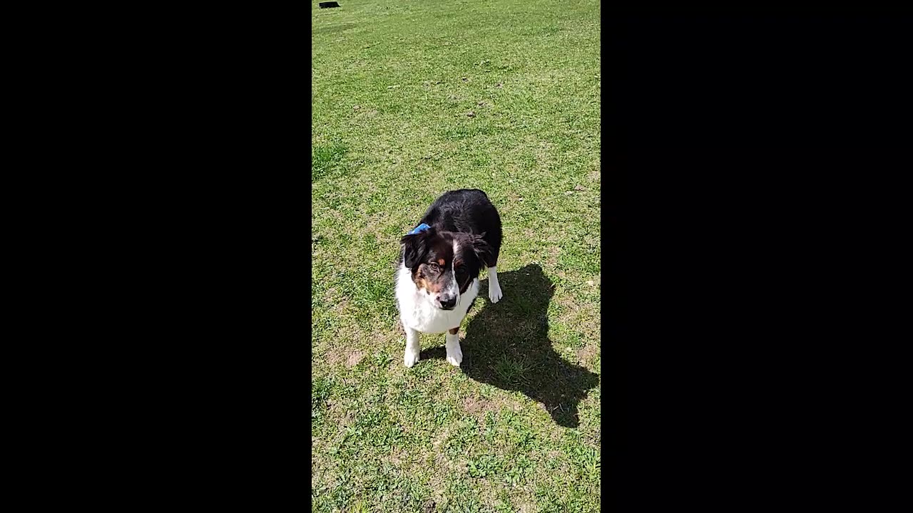 Bruno Run
