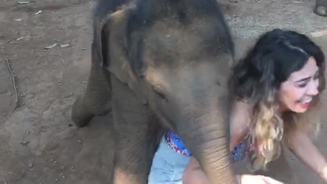 The Day I Was Run Over by a Baby Elephant