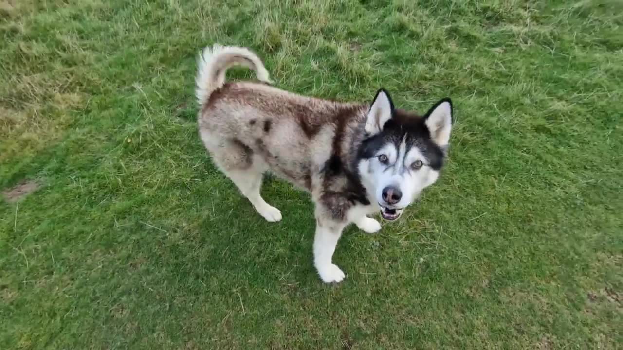 Husky Give Santa A Lift! So Cute!