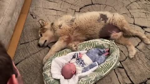 Adorable Dog Follows Newborn Baby Everywhere! He Loves Him So Much!