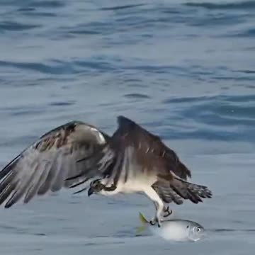 EAGAL HUNT FISH,EAGAL FLY,KING OF BIRDS